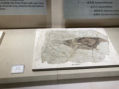 -辽宁古生物博物馆