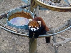 -西霞口神雕山野生动物世界