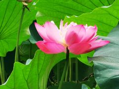 -莲湖公园