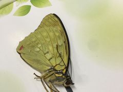 -上海昆虫博物馆