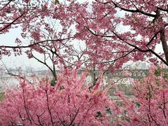 -龟山风景区-龟山电视塔