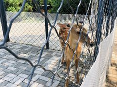 -长白岛森林公园