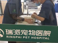 -瑞派紫金宠物医院24小时·骨科·中兽医·重症转诊中心(番禺大石院)