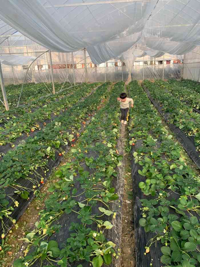 小吴奶油草莓园-"【路程】坐地铁去下车大约走10分钟左右,.