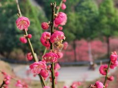 -湖南嵩云山国家森林公园