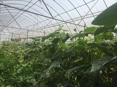 -庞各庄翠芳园西瓜蔬菜基地采摘园