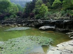 -铁山坪森林公园