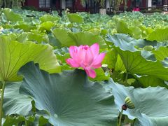 -四川大学(望江校区)