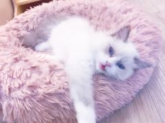 -momokira米努特·德文卷毛猫·棉花面纱犬
