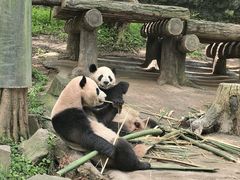 -都江堰中华大熊猫苑