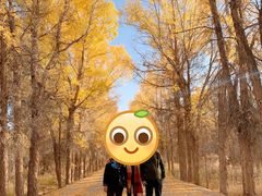 -金塔沙漠胡杨林景区