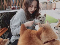 -柴犬高等学院·狗咖·柴犬售卖·宠物训练