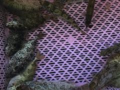-大湾区中央湿地公园-十九涌