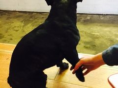 一楼的斗牛犬&nbsp;皮蛋-萌喵宠狗爱心宠咖