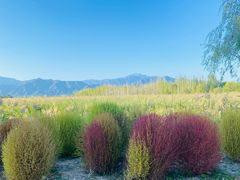 -野鸭湖国家湿地公园