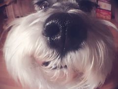 -美联众合动物医院·24h京西诊疗中心