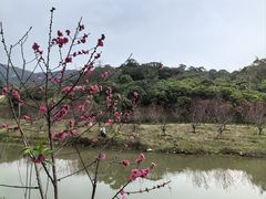 -梧桐山风景名胜区