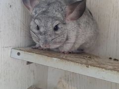 -爱侣宠医·鹦鹉专科·小型哺乳类·异宠专科(灵石路店)