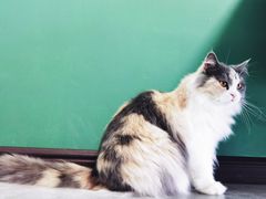 -团子家猫咪猫咖馆·柯基·柯尔鸭