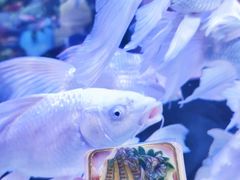 -昆明冠生园·蛋糕·面包(南强街店)