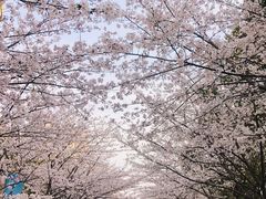 -高东镇樱花园