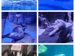 -上海海昌海洋公园