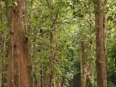 -中国科学院西双版纳热带植物园