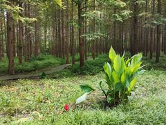 -黄海国家森林公园