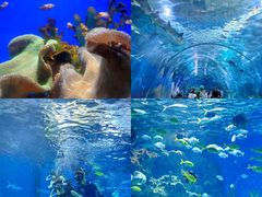 -海合安武汉极地海洋公园