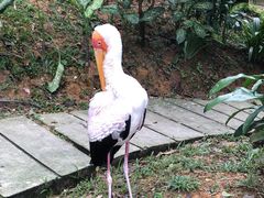-吉隆坡雀鸟公园