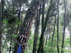 -铁山坪森林公园