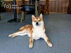 -柴源莊·柴小宠柴犬咖啡