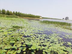 -呼兰河口湿地公园