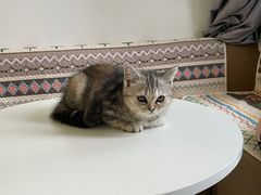 -楼上猫咖(罗湖店)
