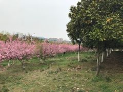 -羊山湖公园