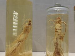 -广东中医药博物馆