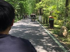 -合肥滨湖国家森林公园