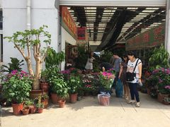 -龙大花卉苗木市场