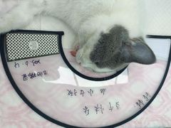 -瑞派康怡24h宠物医院·犬猫医疗中心·微创绝育(瑞景分院)