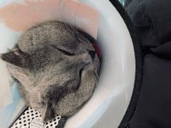 -瑞派宠物医院·24h·骨外科·皮肤科·全科宠物医疗转诊中心(沈阳浑南院)