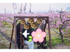 -樂桃源奉贤黄桃种植采摘基地