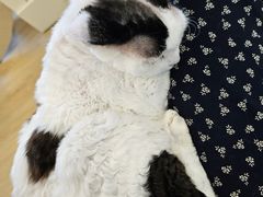 -有喵·猫咖·狗咖·30几只猫10只小狗(岗厦店)