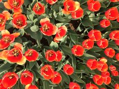 iphone_upload_pic-石家庄市植物园