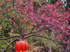 -广州市帽峰山景区