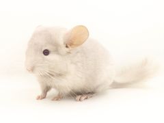 -龙猫仔乐园(惠福东路店)