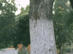 -番禺大夫山森林公园