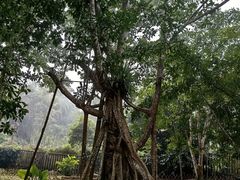 -中国科学院西双版纳热带植物园