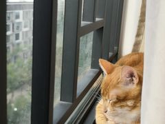 -袖虎宠物·金渐层缅因猫舍(灵芝店)