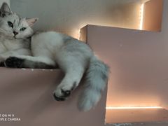 -猫儿山۰猫主题餐厅