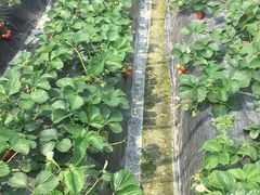 -尚田草莓姑娘白草莓采摘基地